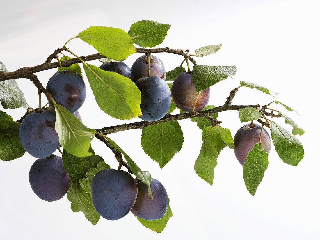 Plums on the branch