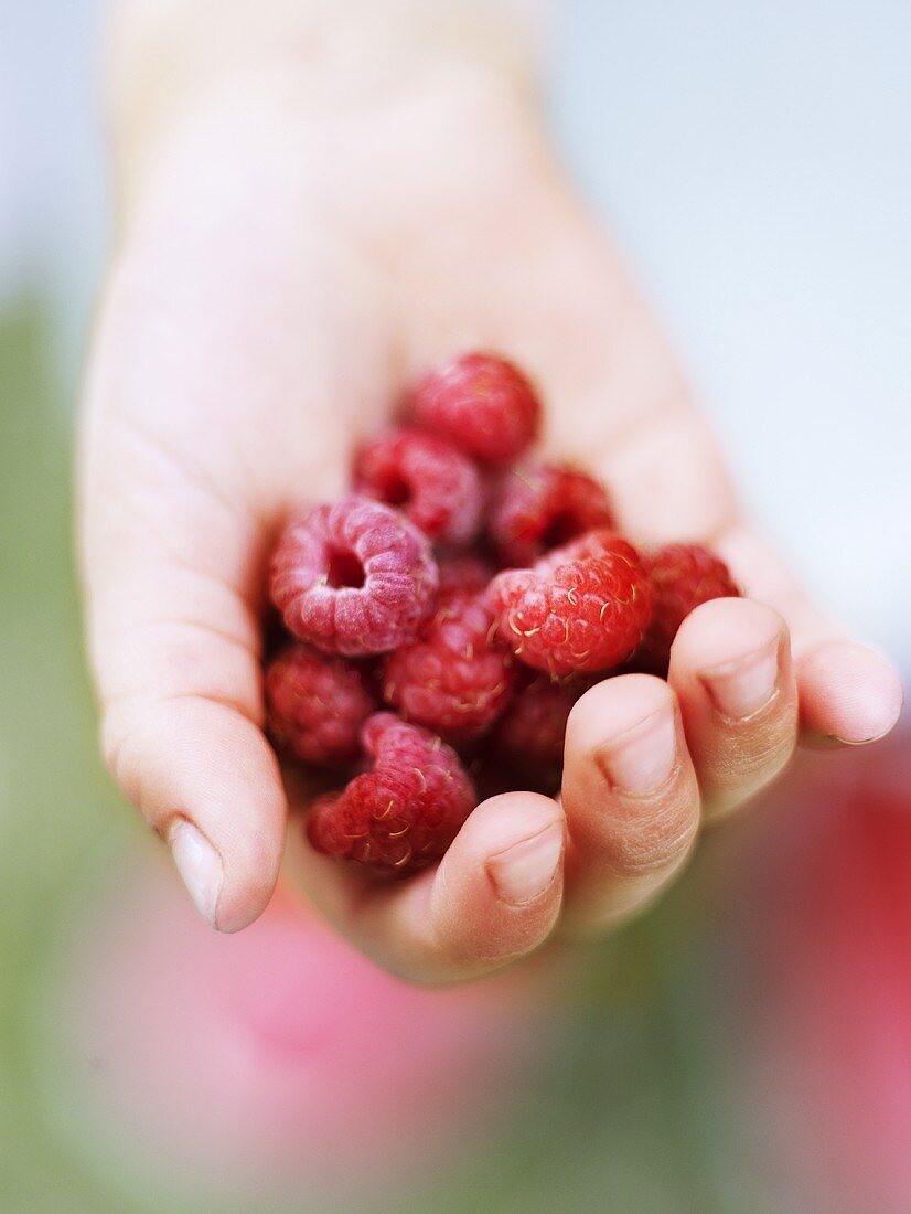 Hand hält frische Himbeeren