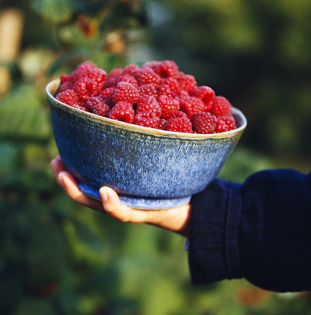 Hand holding bowl of raspberries