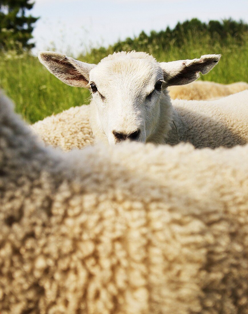Lambs in pasture