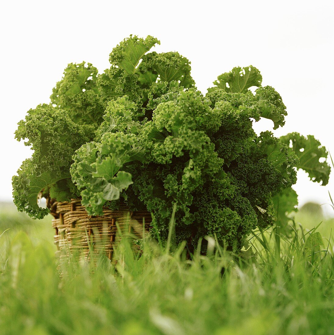 Kale in basket in grass