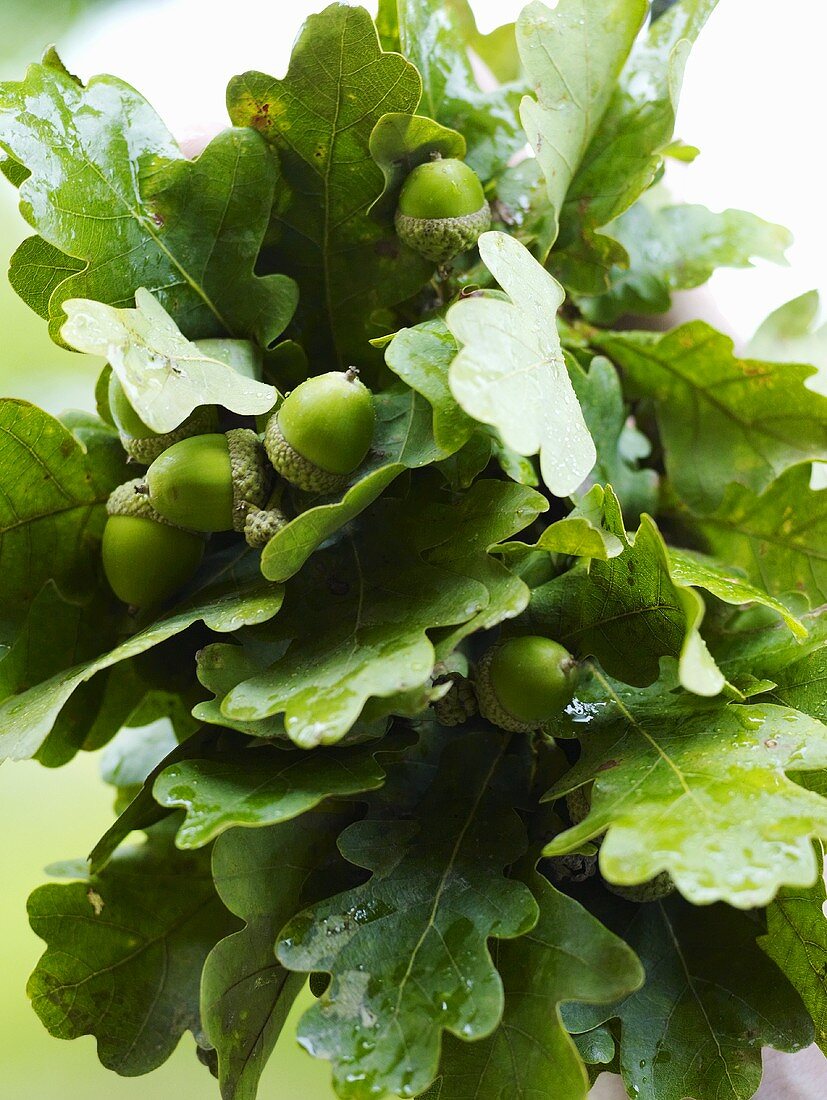 Oak leaves with acorns