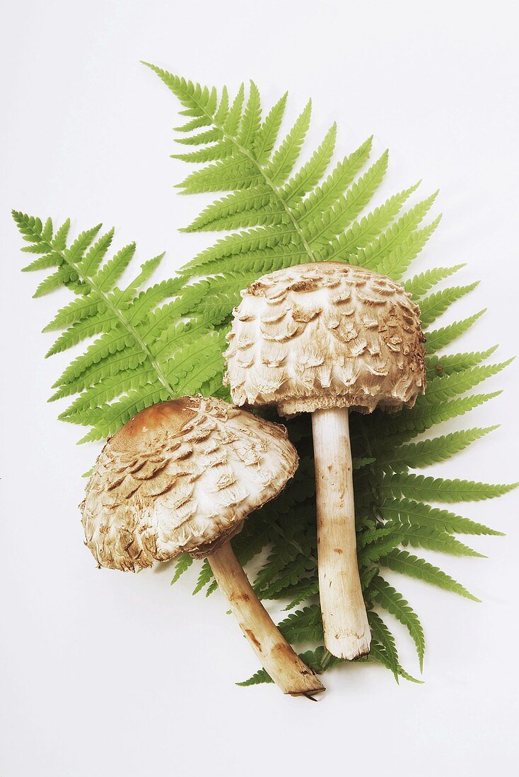 Two fresh parasol mushrooms on fern fronds