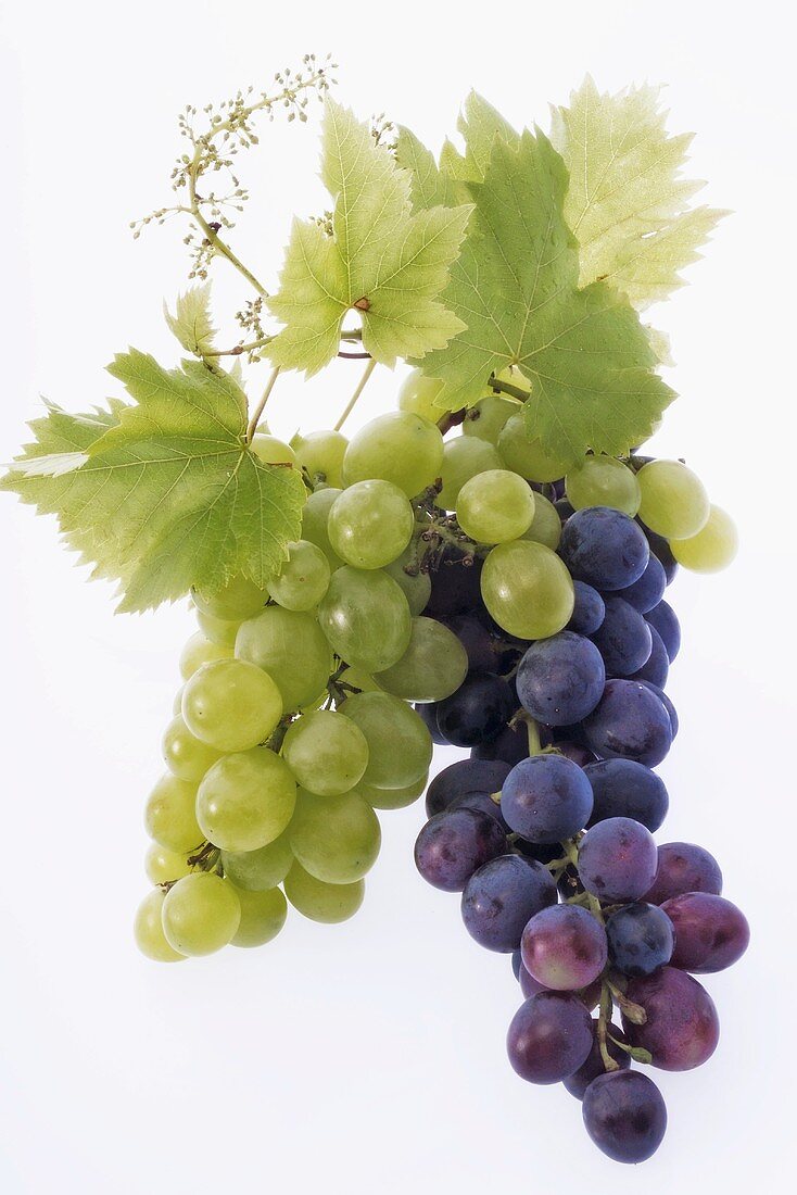 Green and red grapes with leaves