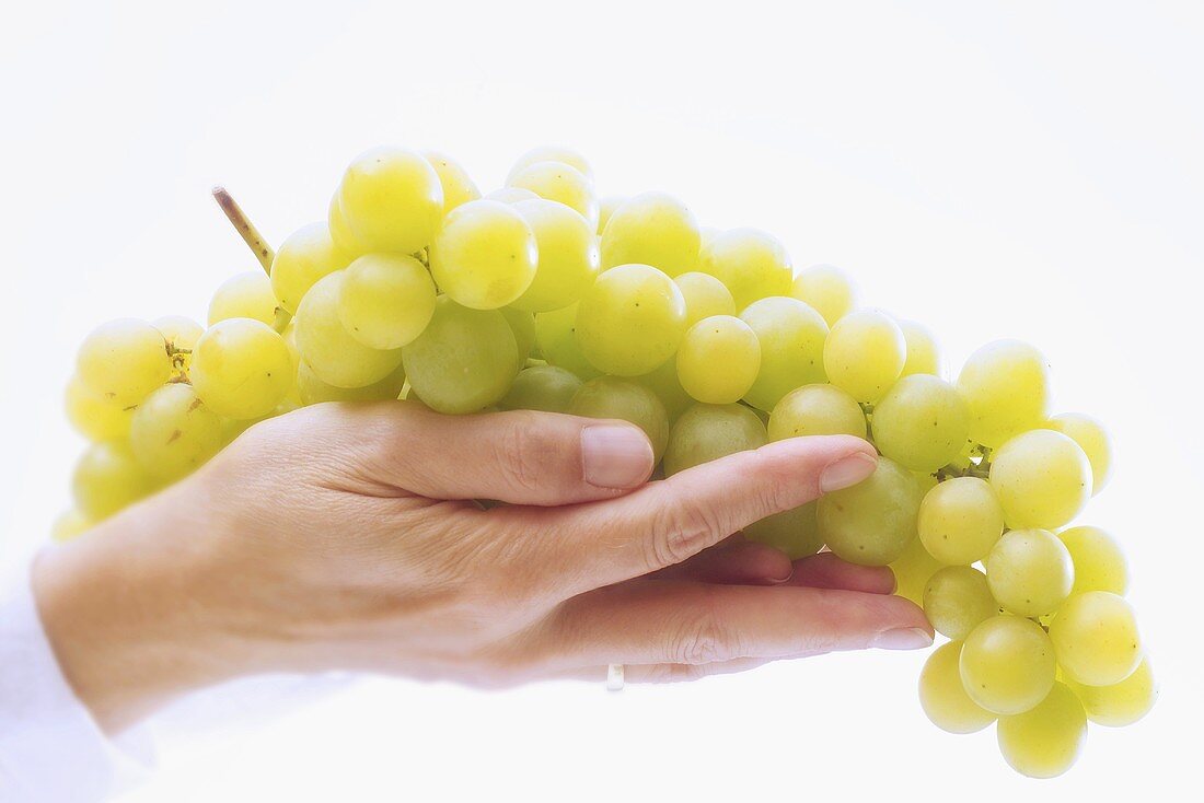 Hand holding green grapes