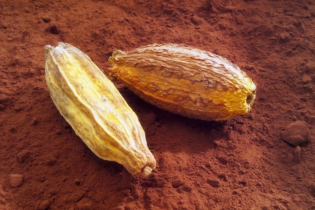 Kakaofrüchte auf Kakaopulver