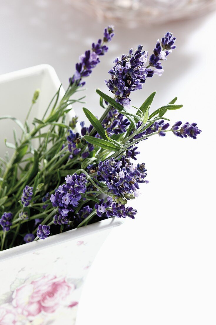 Lavender flowers in ceramic pot