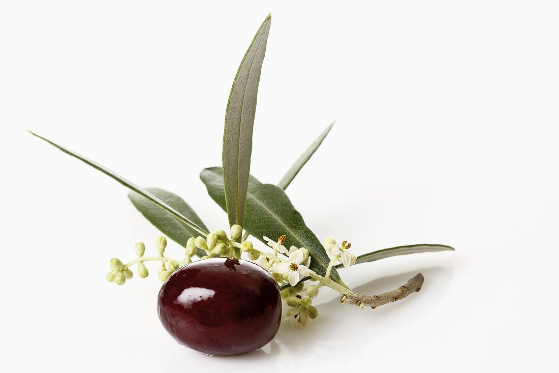 Black olives, olive blossom and leaves