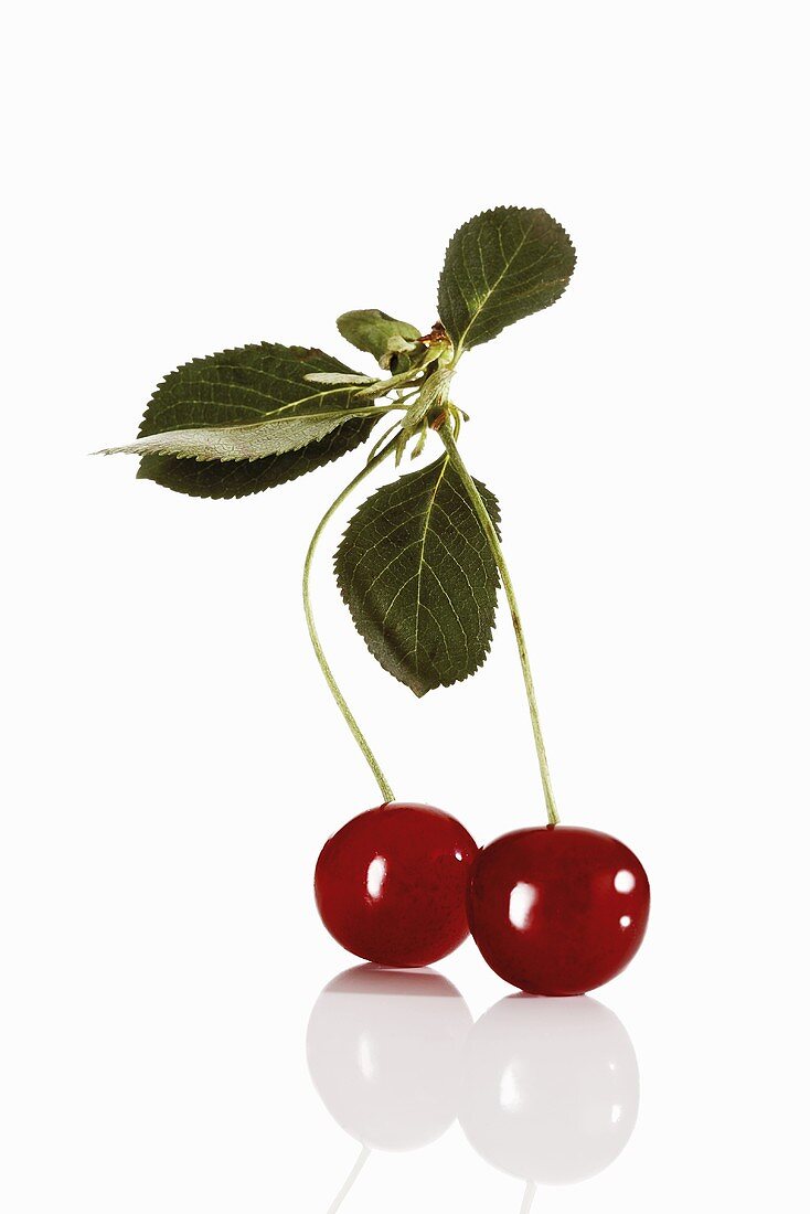 Pair of sour cherries with leaves