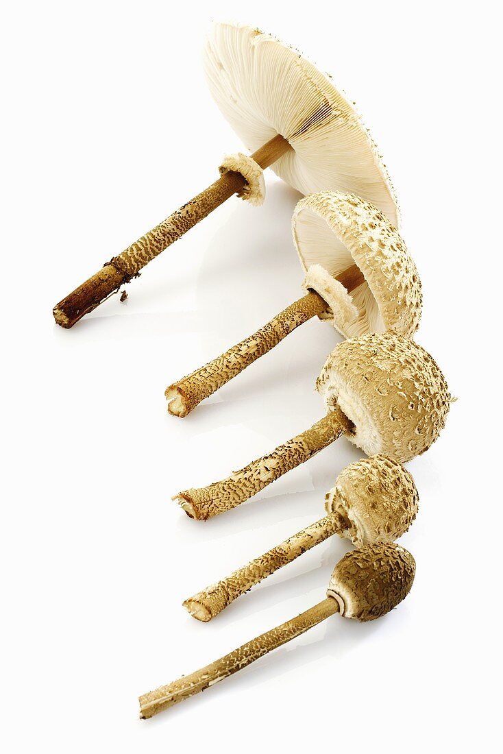 Parasol mushrooms, close-up