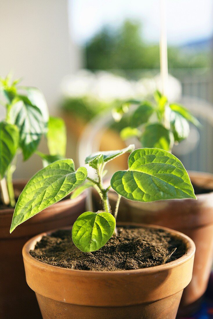 Seedlings in terracotta pots
