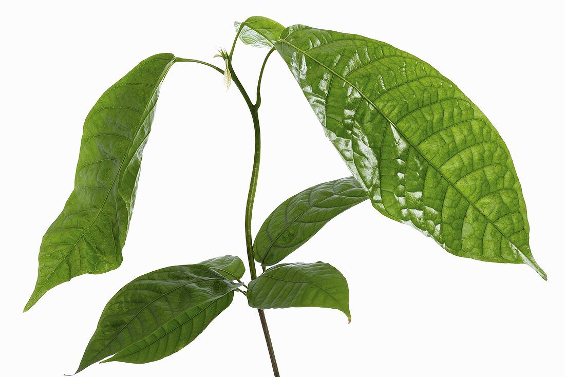 Blätter der Kakaopflanze
