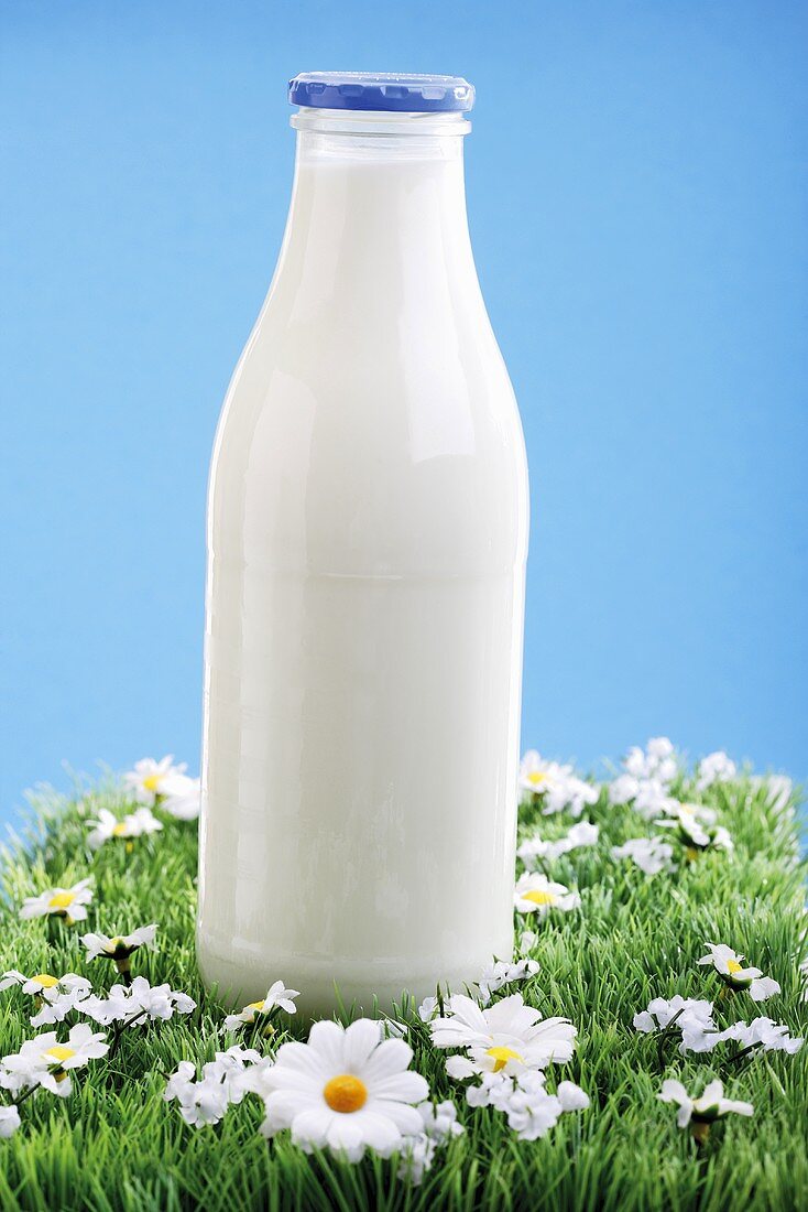 Milchflasche auf Margeritenwiese