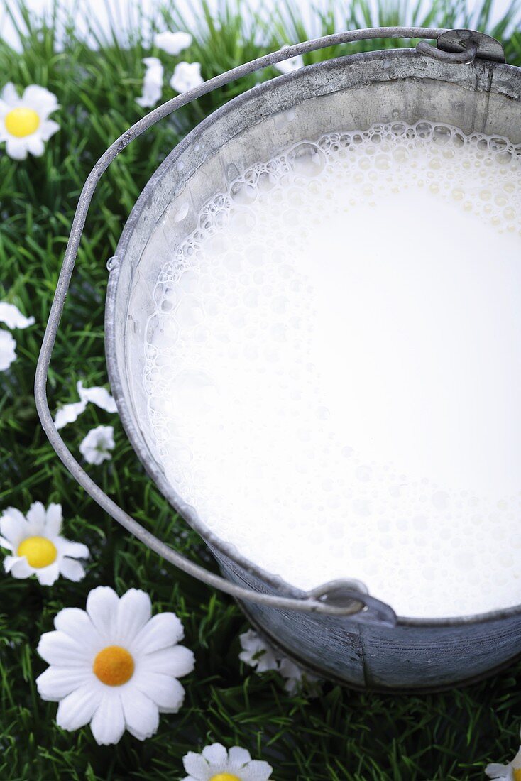 Milch im Eimer auf Margeritenwiese