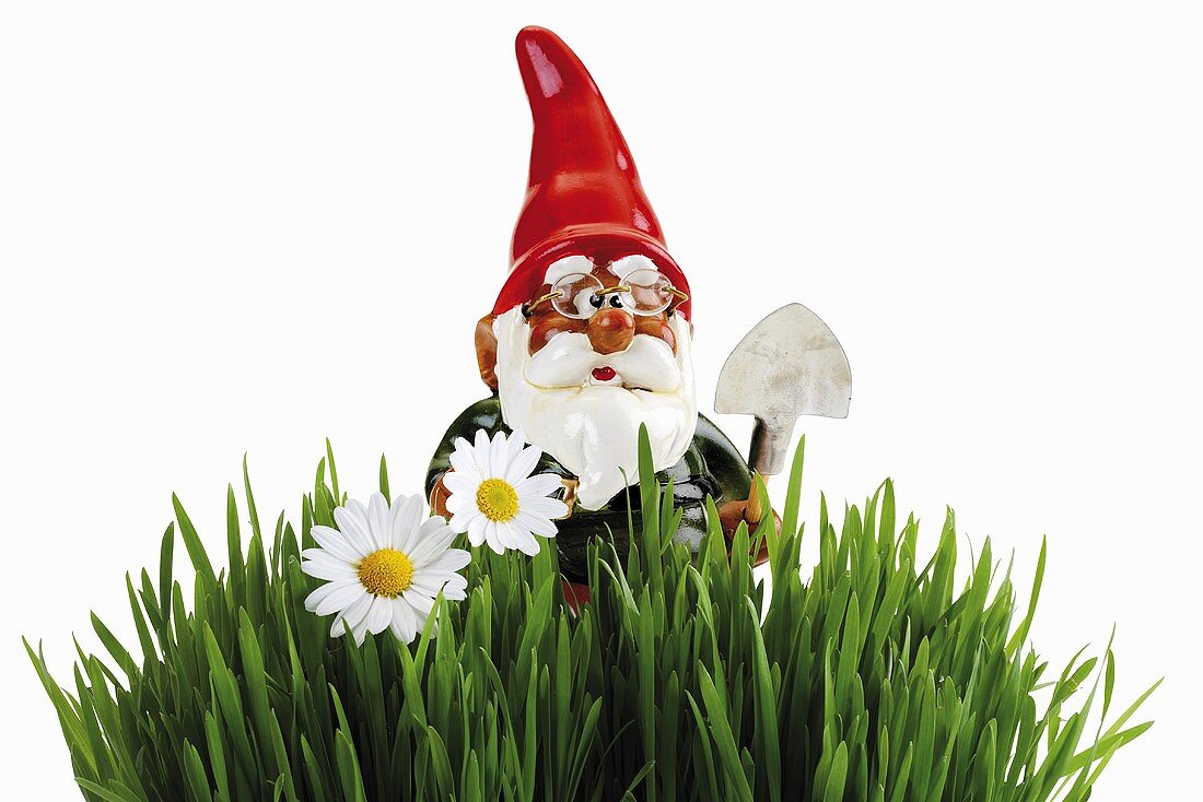 Garden gnome in grass