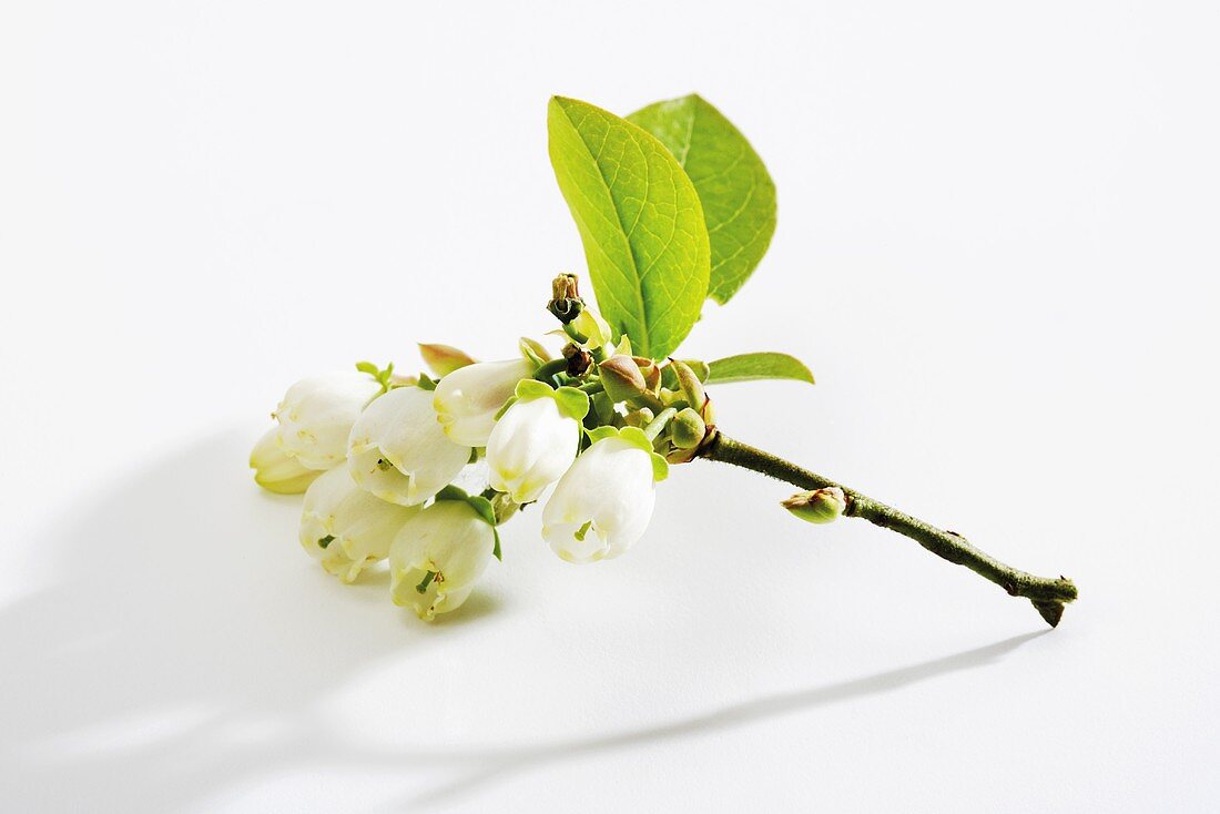 Sprig of blueberry flowers