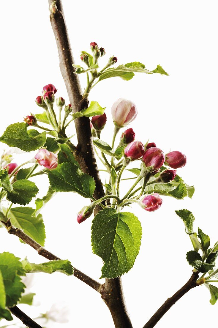 Zweig mit Apfelblüten