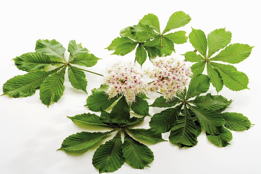 Chestnut blossom and leaves