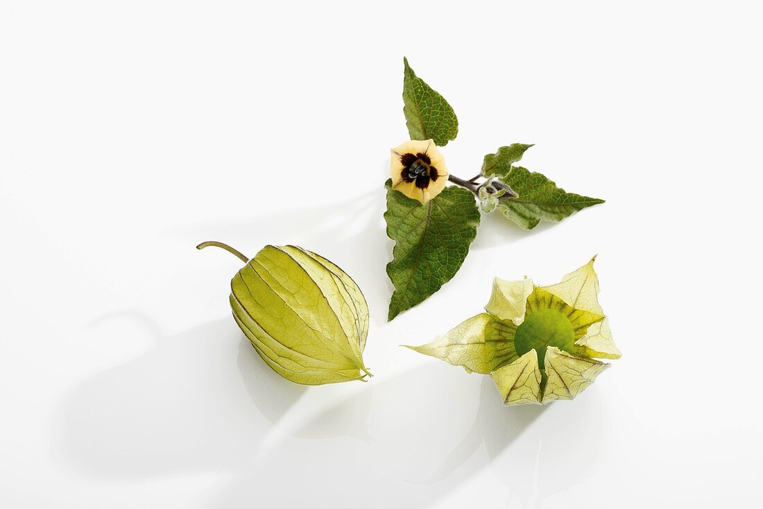 Unripe physalis with flower and leaves