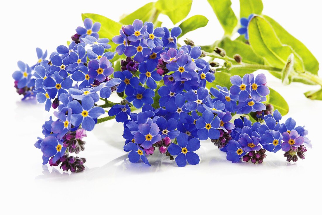 Forget-me-not (Myosotis sylvatica), close-up