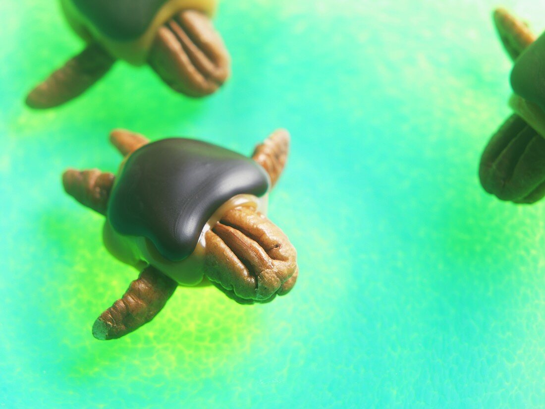 Pekan-Schokolade-Schildkröten
