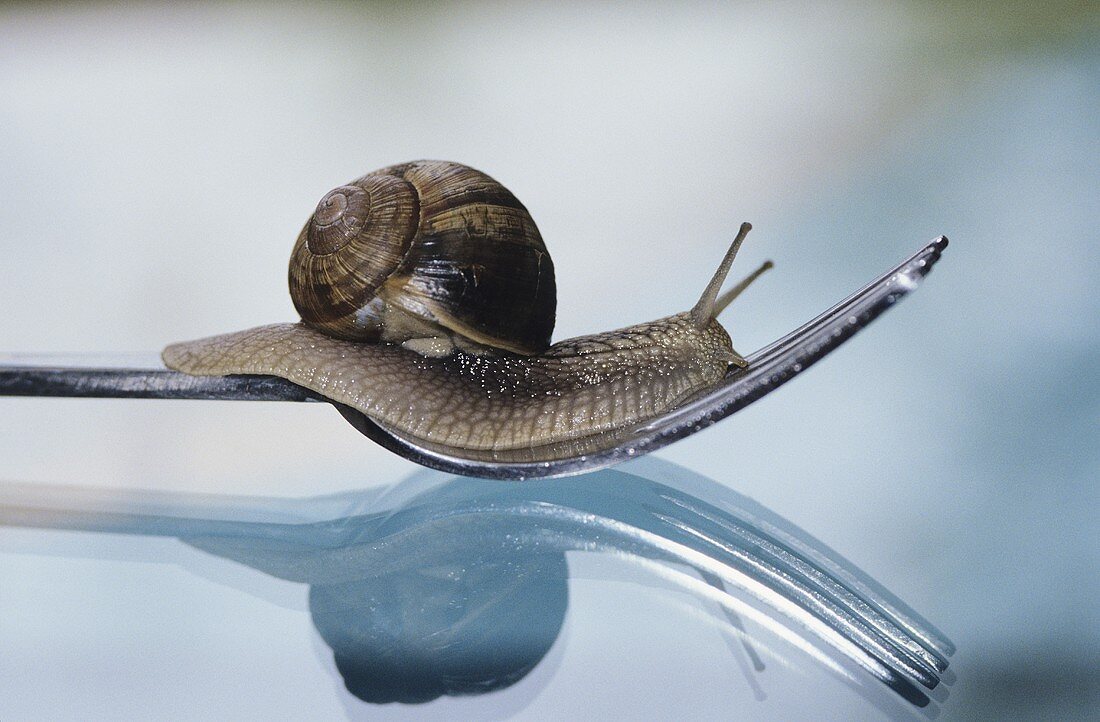 Snail on a fork
