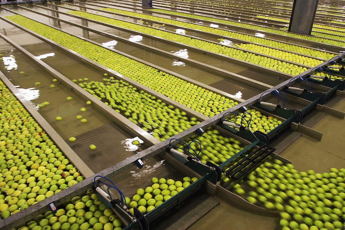 Äpfel werden sortiert in einem Grossbetrieb