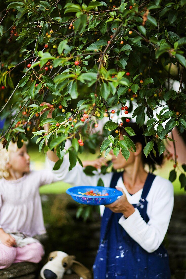 Mother and daughter picking cherries