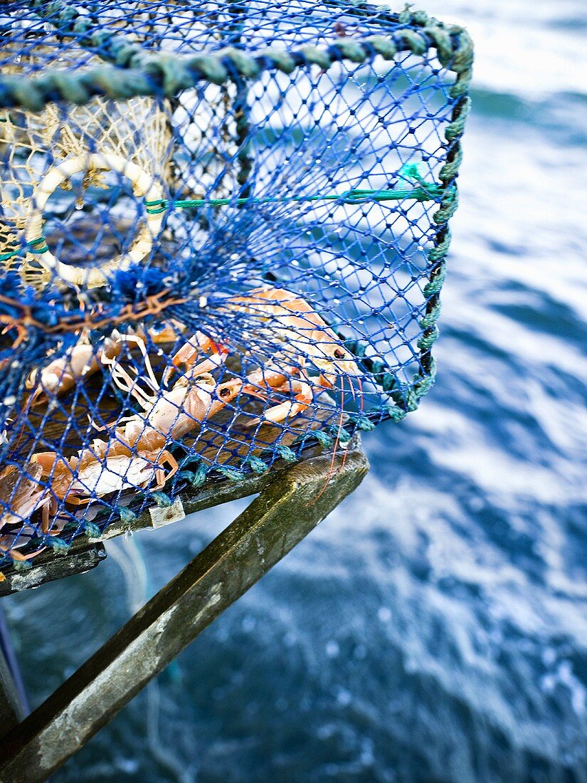 Freshly caught Norway lobsters in net