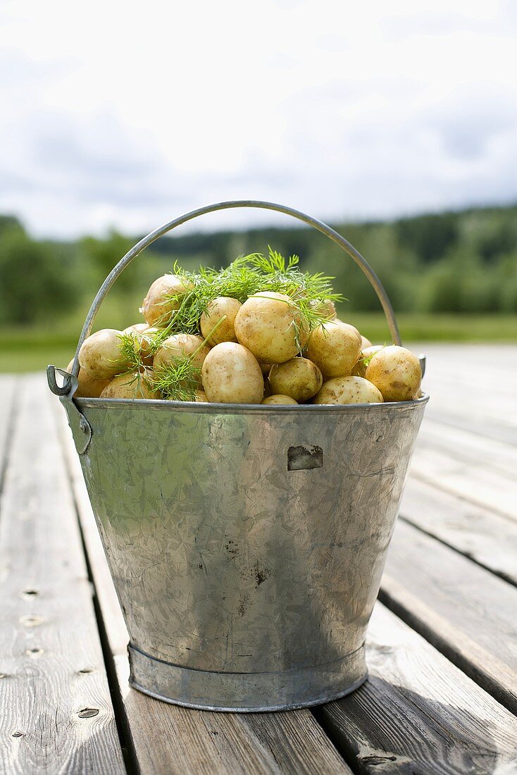 Kartoffeln in einem Eimer
