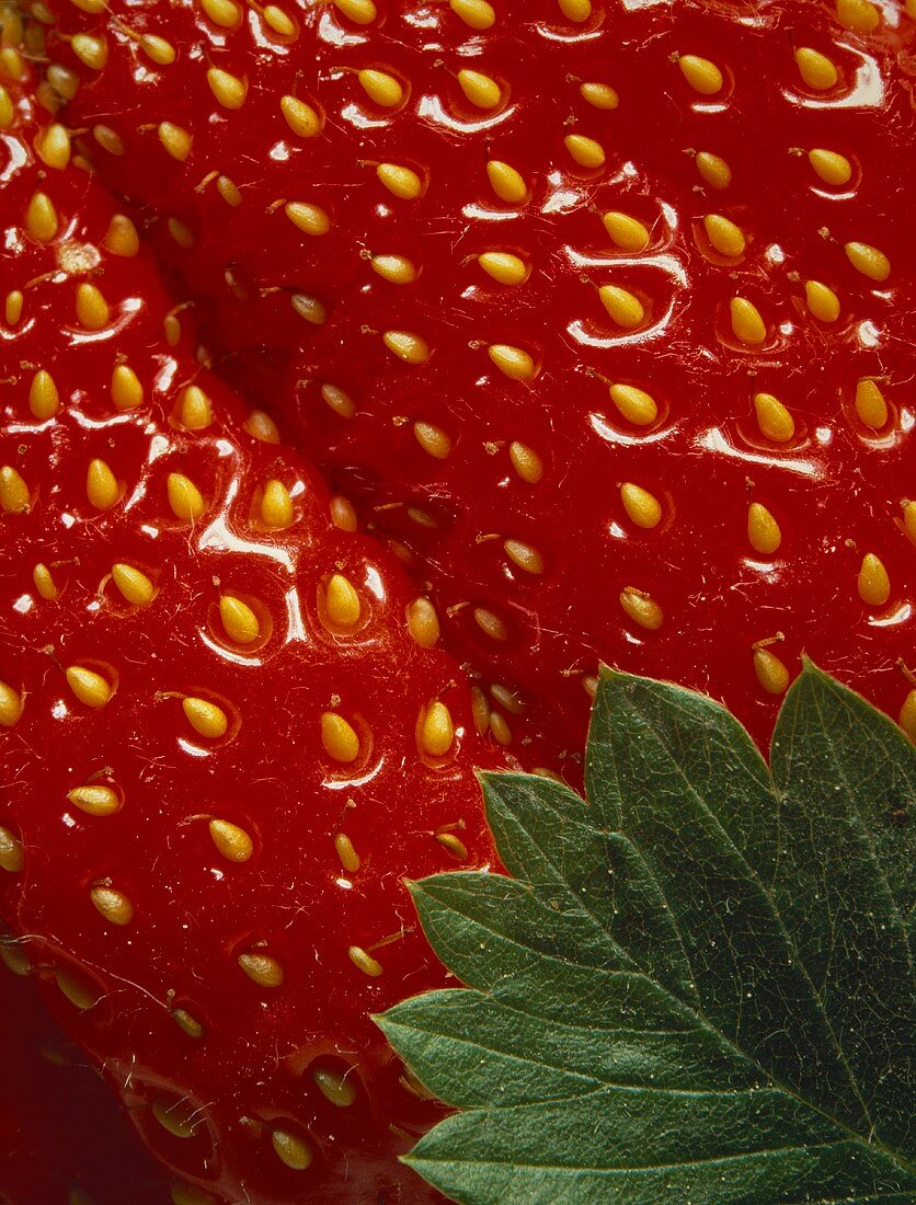 Single Strawberry Close Up