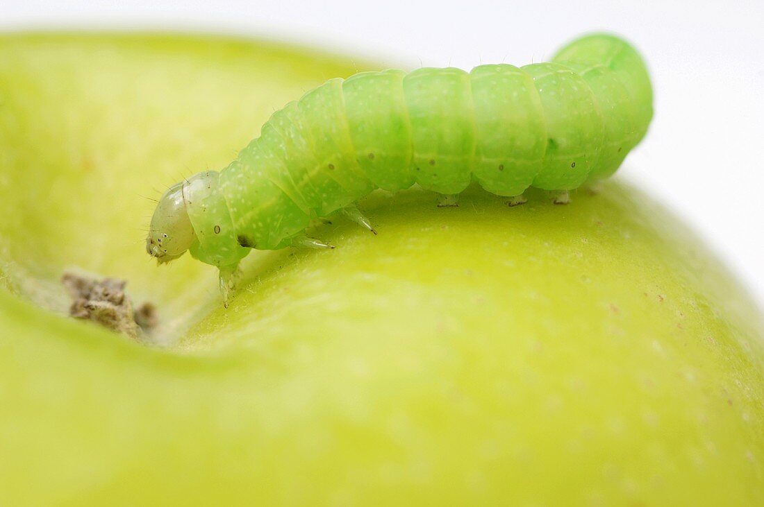 Grüner Apfel mit Raupe (Nahaufnahme)