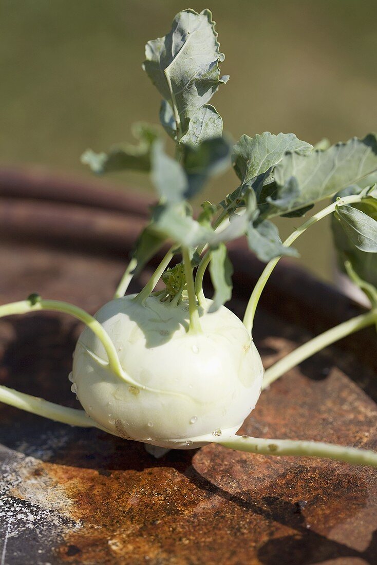 A kohlrabi with leaves