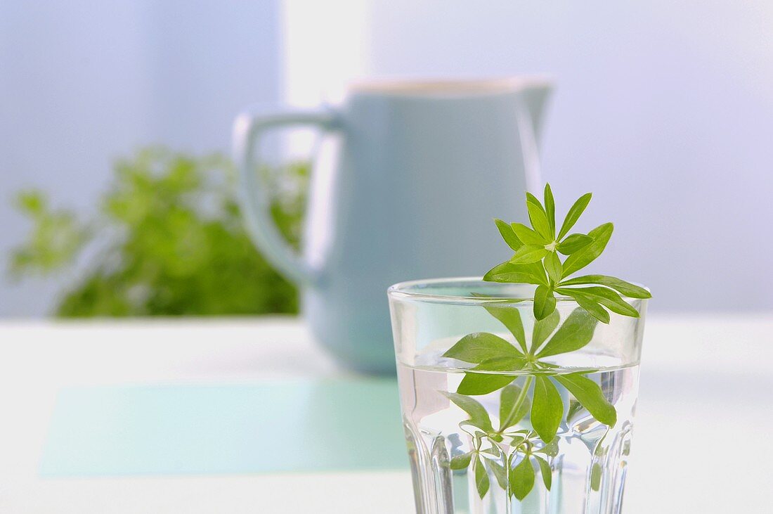 Woodruff in glass of water, tea pot in background