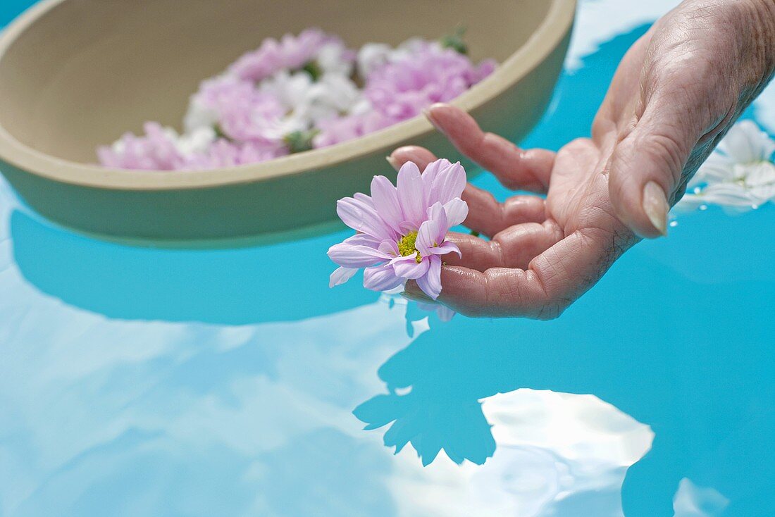 Flowers floating on surface of water, woman's hand picking up flower