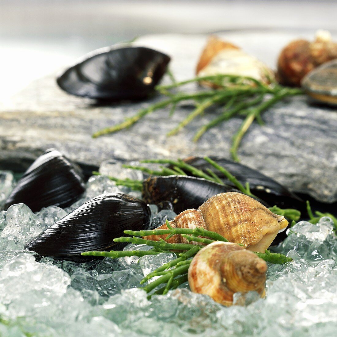 Mussels and shells on crushed ice, close-up
