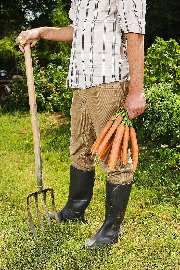 Mann hält frische Möhren und Spaten im Garten