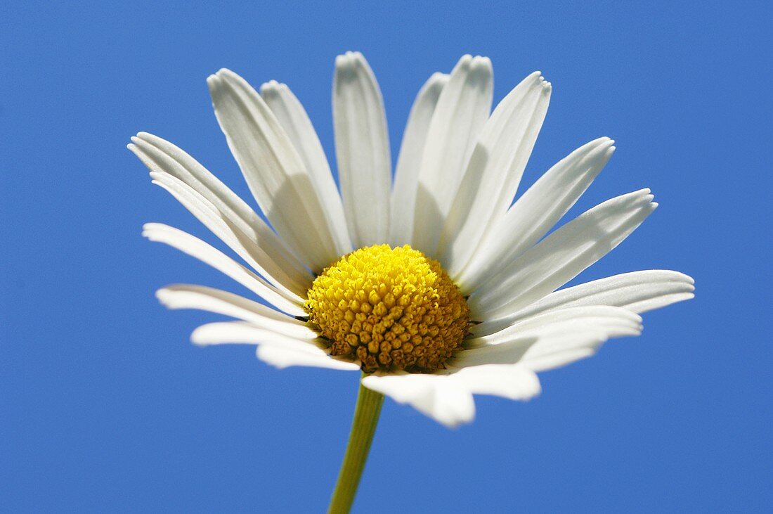 Single marguerite, close-up