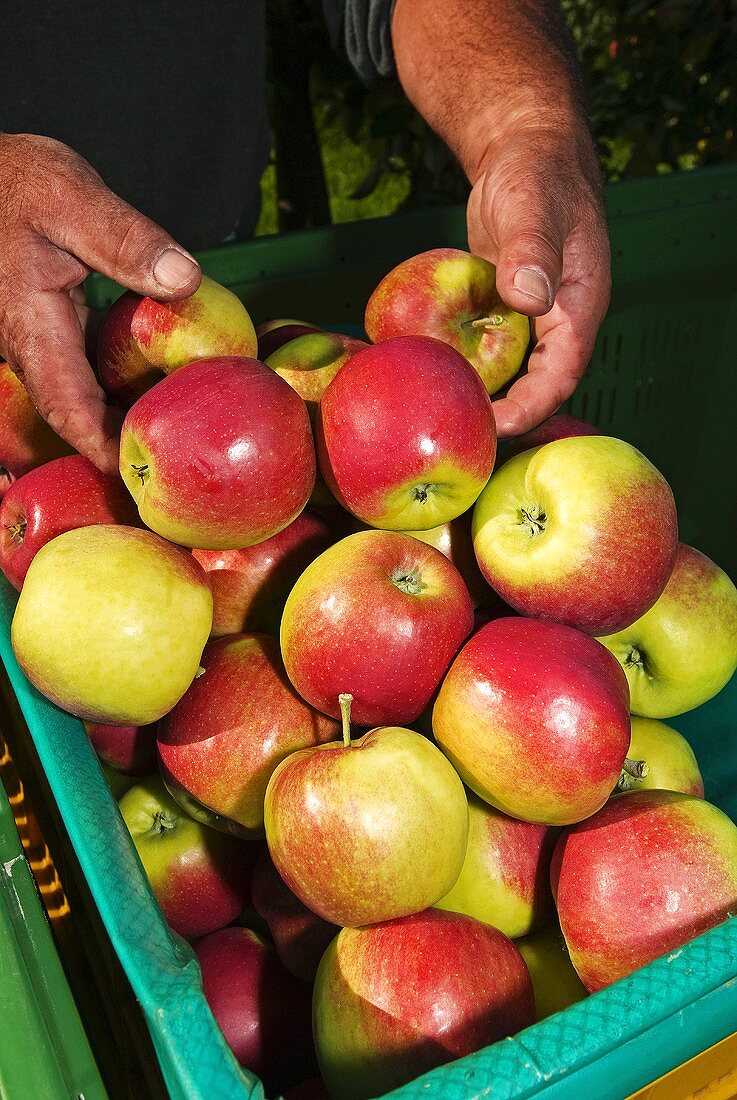 Apple crop, close up