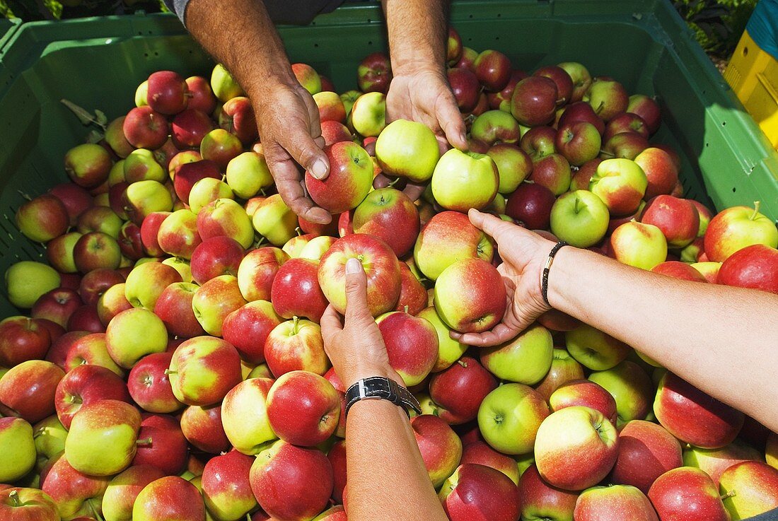 Hände legen frisch geerntete Äpfel in Plastikbehälter