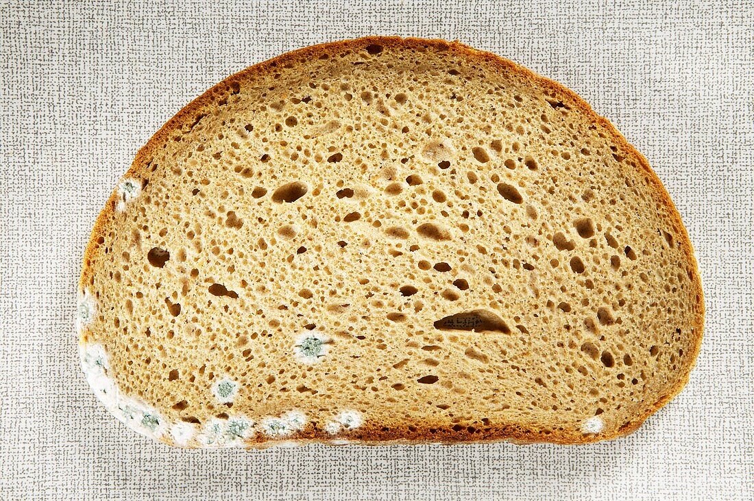 Moulded bread, elevated view