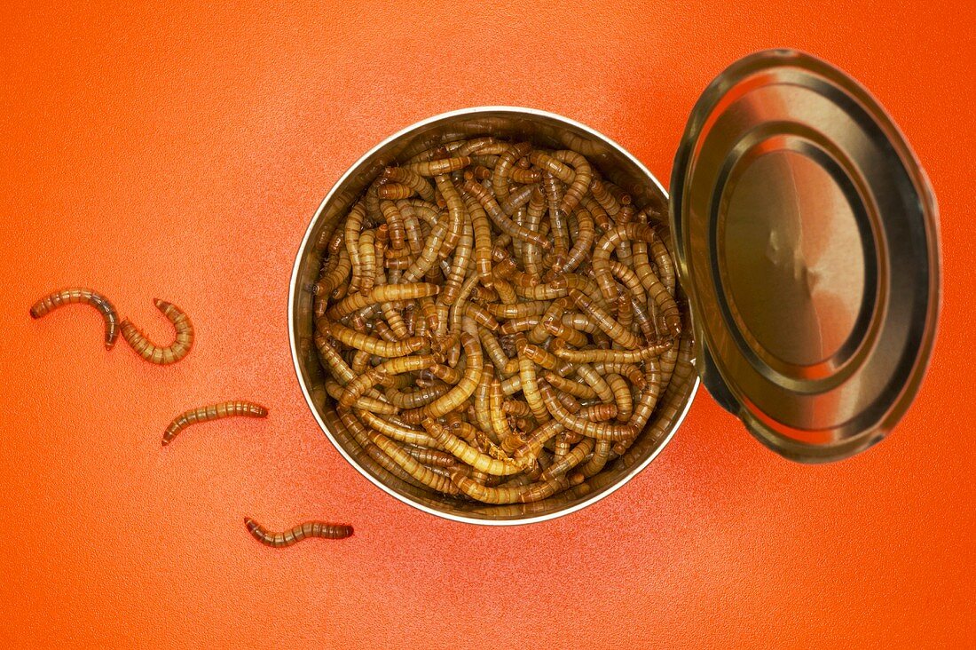 Mealworms in tin, (Tenebrio molitor linnaeus) close-up