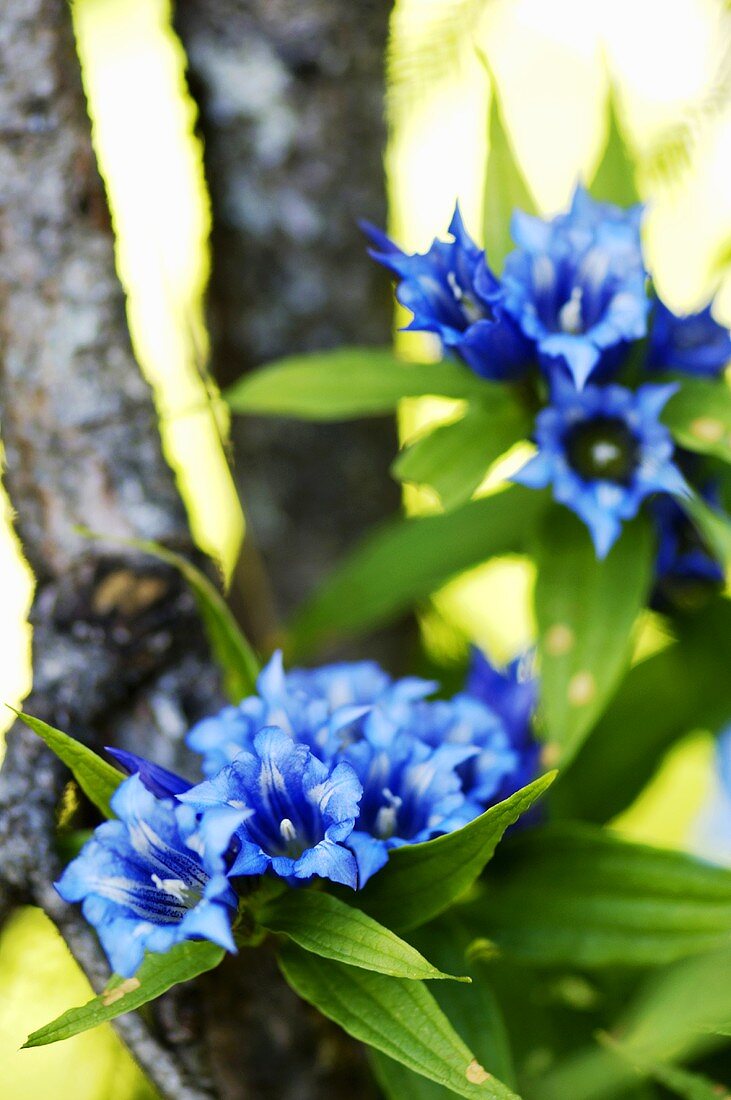 Willow gentian, Gentiana asclepiadea, close-up