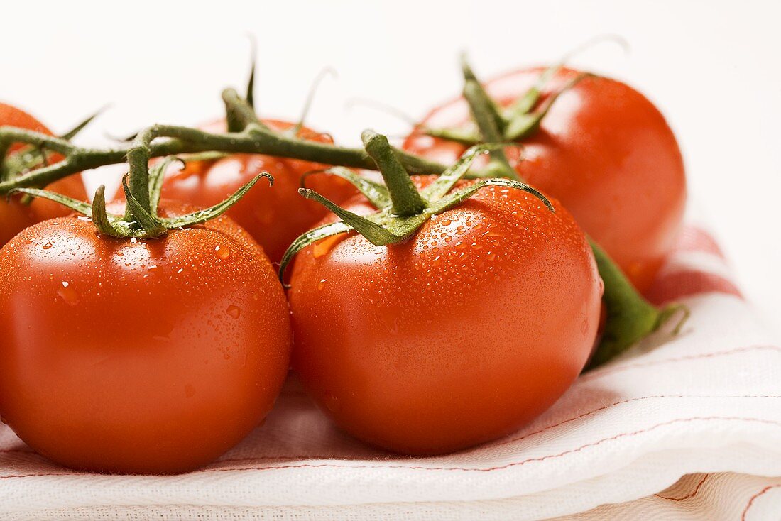 Tomaten an der Rispe (Close Up)