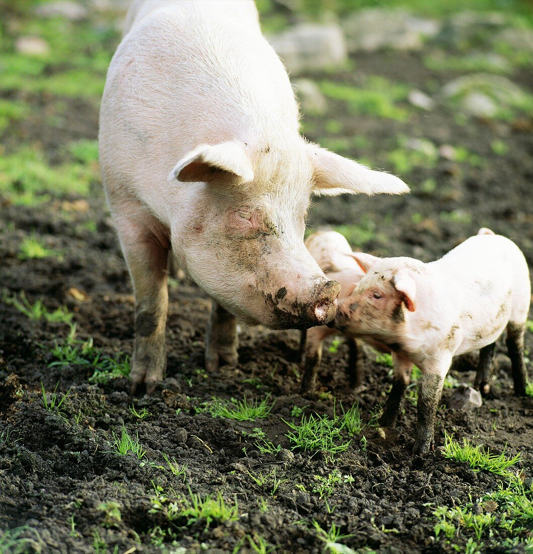 Schweine auf der Weide