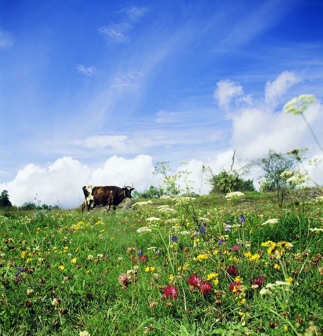 Eine Kuh auf der Blumenwiese