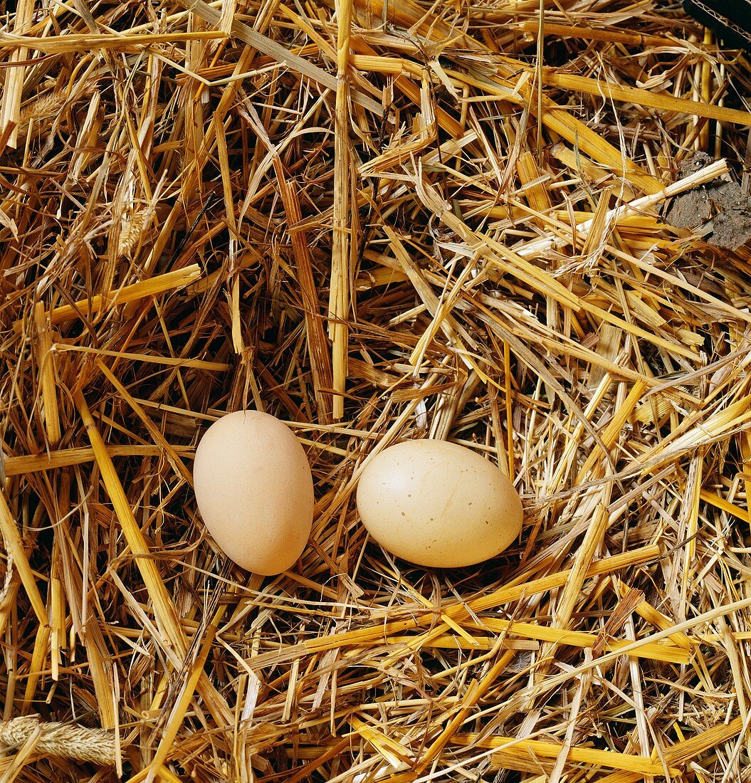 Two hen's eggs in a straw nest