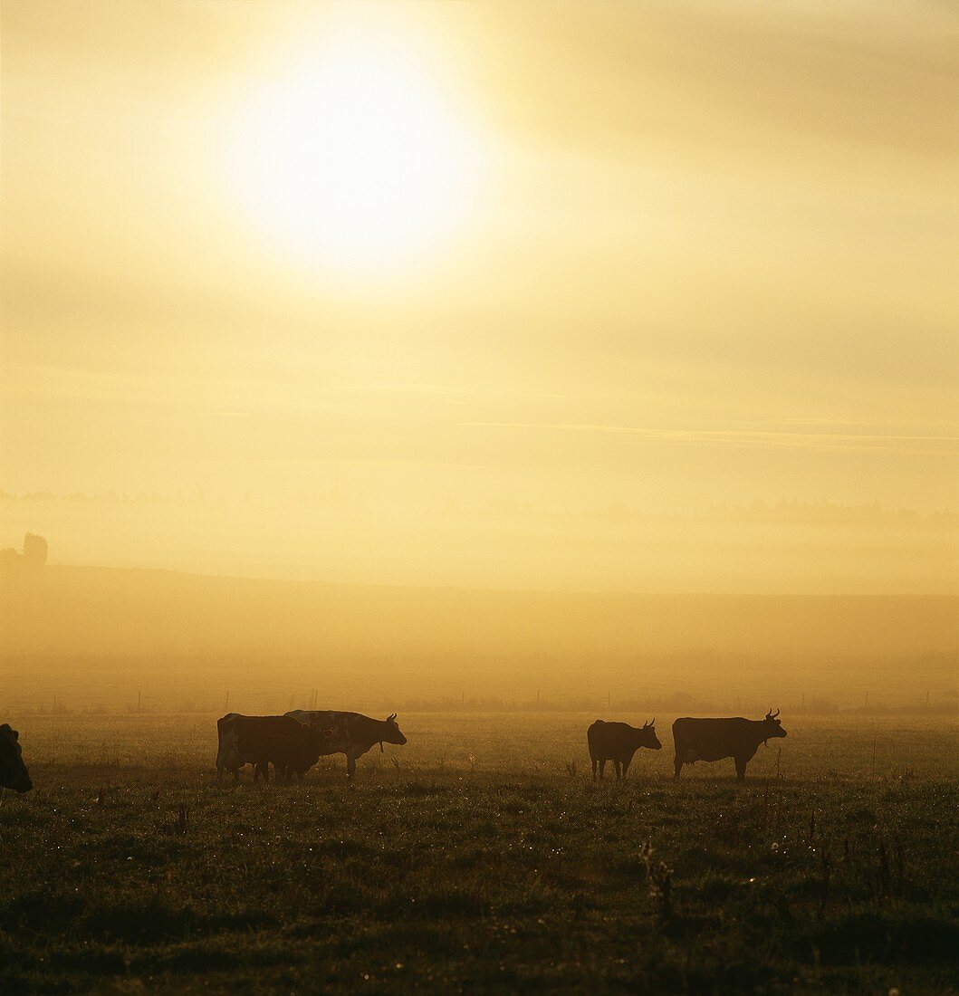 Rinder in der Morgendämmerung
