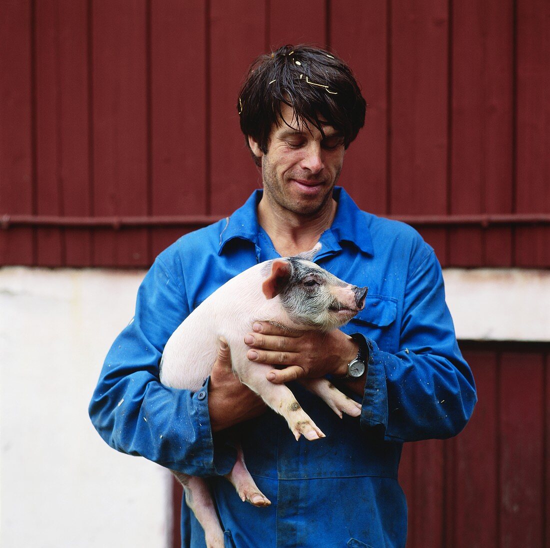 Bauer mit jungem Schwein auf dem Arm