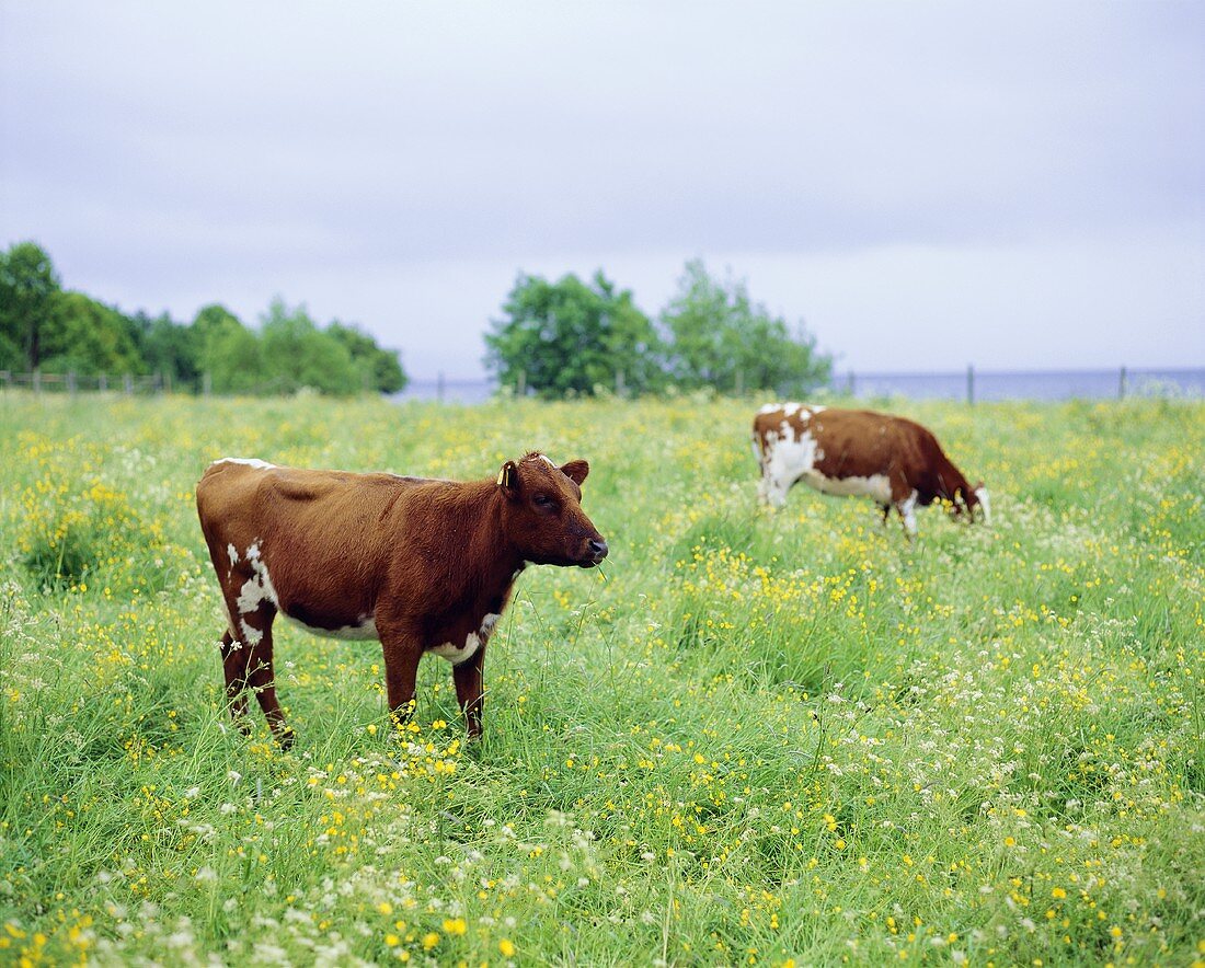 Two cows in a pasture